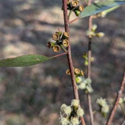 Eucalyptus bicostata at Kambah, ACT - 12 Aug 2024 by HelenCross