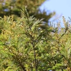 Acacia decurrens (Green Wattle) at Mongarlowe, NSW - 12 Aug 2024 by LisaH