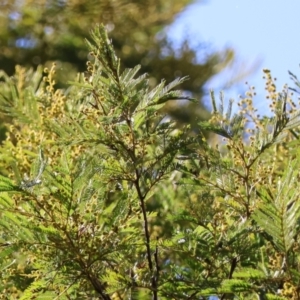 Acacia decurrens at Mongarlowe, NSW - suppressed