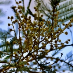 Acacia decurrens at Mongarlowe, NSW - suppressed