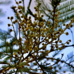 Acacia decurrens at Mongarlowe, NSW - suppressed