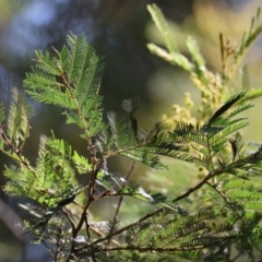 Acacia decurrens at Mongarlowe, NSW - suppressed