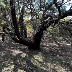 Acacia decurrens at Mongarlowe, NSW - suppressed