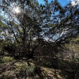 Acacia decurrens at Mongarlowe, NSW - suppressed