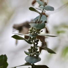 Eucalyptus crenulata (Victorian silver gum, Buxton gum) at Mongarlowe, NSW - 12 Aug 2024 by LisaH