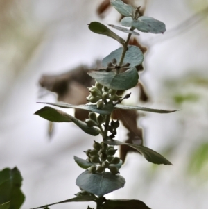 Eucalyptus crenulata at Mongarlowe, NSW - suppressed