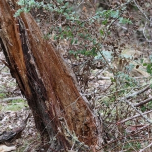 Eucalyptus crenulata at Mongarlowe, NSW - suppressed