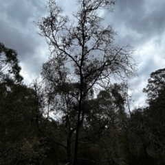 Eucalyptus crenulata at Mongarlowe, NSW - suppressed