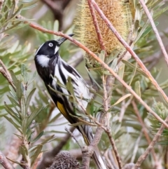 Phylidonyris novaehollandiae at Mongarlowe, NSW - 12 Aug 2024