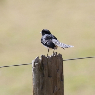 Rhipidura leucophrys (Willie Wagtail) at Kambah, ACT - 13 Aug 2024 by RodDeb