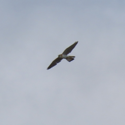 Falco cenchroides (Nankeen Kestrel) at Kambah, ACT - 13 Aug 2024 by RodDeb