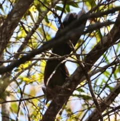 Psophodes olivaceus (Eastern Whipbird) at Mongarlowe, NSW - 12 Aug 2024 by LisaH