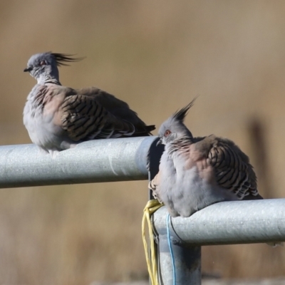 Ocyphaps lophotes (Crested Pigeon) at Kambah, ACT - 13 Aug 2024 by RodDeb