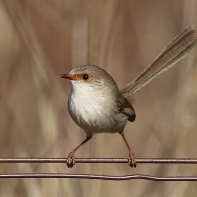 Malurus cyaneus (Superb Fairywren) at Kambah, ACT - 13 Aug 2024 by RodDeb