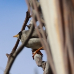 Manorina melanocephala (Noisy Miner) at Mongarlowe, NSW - 12 Aug 2024 by LisaH