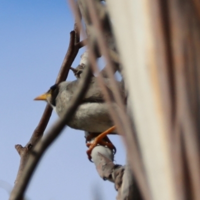 Manorina melanocephala (Noisy Miner) at Mongarlowe, NSW - 12 Aug 2024 by LisaH