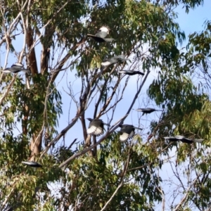 Corcorax melanorhamphos at Mongarlowe, NSW - suppressed