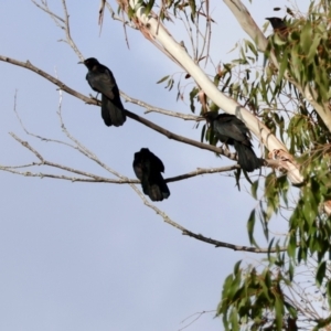 Corcorax melanorhamphos at Mongarlowe, NSW - suppressed