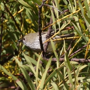 Acanthiza pusilla at Kambah, ACT - 13 Aug 2024 02:00 PM