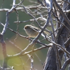 Acanthiza pusilla at Kambah, ACT - 13 Aug 2024 02:00 PM