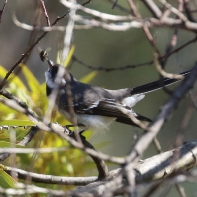 Rhipidura albiscapa (Grey Fantail) at Kambah, ACT - 13 Aug 2024 by RodDeb