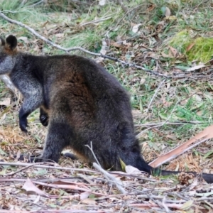 Wallabia bicolor at Mongarlowe, NSW - 12 Aug 2024