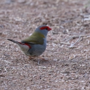 Neochmia temporalis at Kambah, ACT - 13 Aug 2024