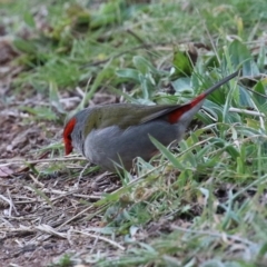 Neochmia temporalis at Kambah, ACT - 13 Aug 2024