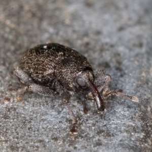 Melanterius maculatus at Belconnen, ACT - 13 Aug 2024