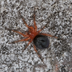 Scotospilus sp. (genus) at Belconnen, ACT - 13 Aug 2024 02:50 PM