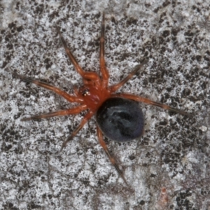 Scotospilus sp. (genus) at Belconnen, ACT - 13 Aug 2024 02:50 PM