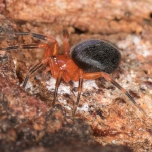 Scotospilus sp. (genus) at Belconnen, ACT - 13 Aug 2024 02:50 PM