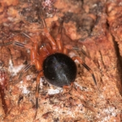 Scotospilus sp. (genus) at Belconnen, ACT - 13 Aug 2024