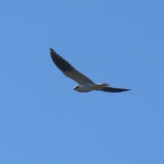 Elanus axillaris at Kambah, ACT - 13 Aug 2024