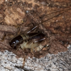 Gryllacrididae (family) at Belconnen, ACT - 13 Aug 2024 by kasiaaus