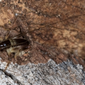 Grylloidea (superfamily) at Belconnen, ACT - 13 Aug 2024