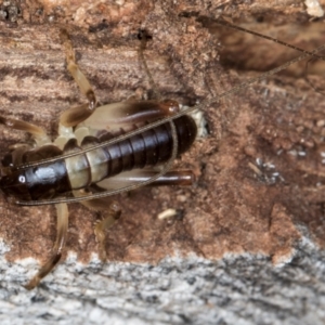 Grylloidea (superfamily) at Belconnen, ACT - 13 Aug 2024