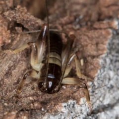 Grylloidea (superfamily) at Belconnen, ACT - 13 Aug 2024