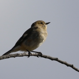 Petroica phoenicea at Kambah, ACT - 13 Aug 2024 01:57 PM