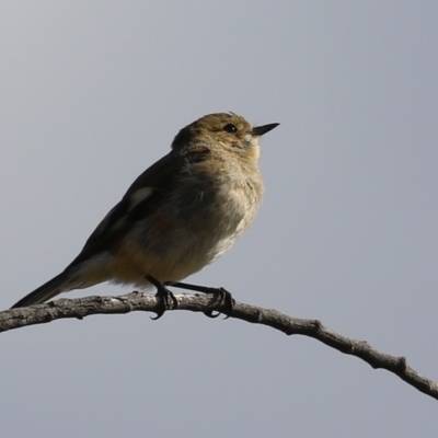 Petroica phoenicea (Flame Robin) at Kambah, ACT - 13 Aug 2024 by RodDeb