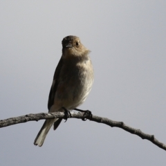 Petroica phoenicea at Kambah, ACT - 13 Aug 2024 01:57 PM