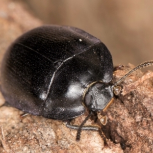 Pterohelaeus striatopunctatus at Belconnen, ACT - 13 Aug 2024