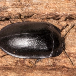 Pterohelaeus striatopunctatus at Belconnen, ACT - 13 Aug 2024 02:55 PM