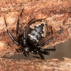 Euryopis splendens (Splendid tick spider) at Belconnen, ACT - 13 Aug 2024 by kasiaaus