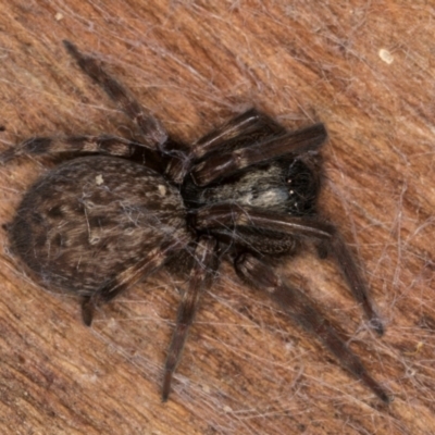 Badumna longinqua (Grey House Spider) at Belconnen, ACT - 13 Aug 2024 by kasiaaus