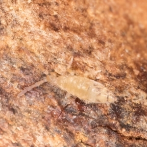 Entomobryomorpha (order) at Belconnen, ACT - 13 Aug 2024