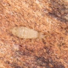 Entomobryomorpha (order) at Belconnen, ACT - 13 Aug 2024