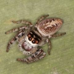 Opisthoncus grassator (Jumping spider) at Belconnen, ACT - 13 Aug 2024 by kasiaaus