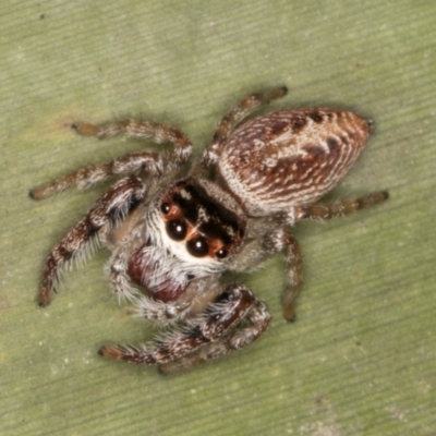 Opisthoncus grassator (Jumping spider) at Belconnen, ACT - 13 Aug 2024 by kasiaaus