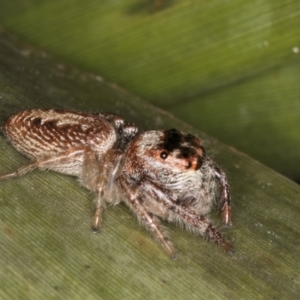 Opisthoncus grassator at Belconnen, ACT - 13 Aug 2024 03:09 PM